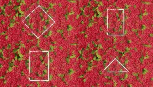 5组动态花朵背景 几何发光素材 4K高清在线视频素材下载