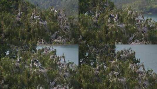 苍鹭白鹭野生鸟类镜头高清在线视频素材下载