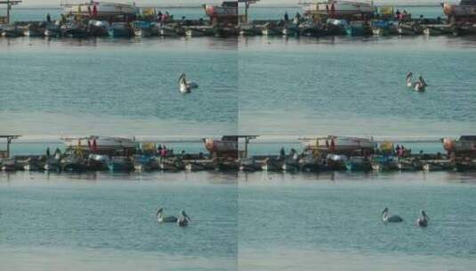 鹈鹕在渔船附近游泳高清在线视频素材下载