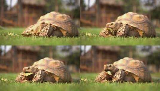 巨-龟在享-受美食高清在线视频素材下载