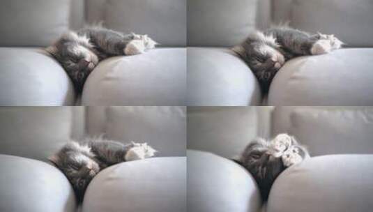 小猫躺在沙发上高清在线视频素材下载