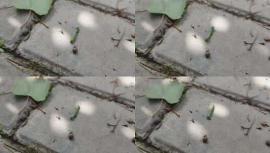 地上爬行的虫子高清在线视频素材下载