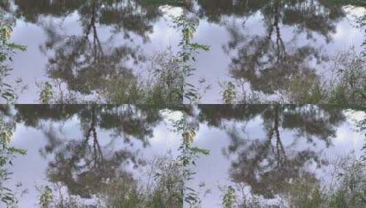 湖面倒影树木高清在线视频素材下载