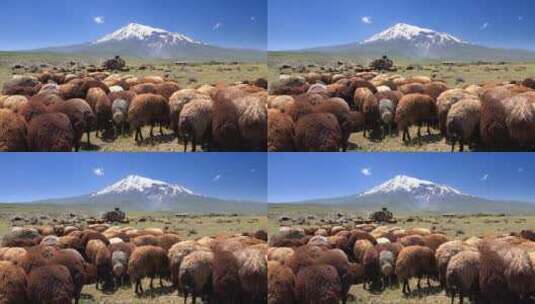 背景是雪山的棕色羊群高清在线视频素材下载