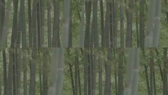 清新自然绿色户外竹林竹子竹叶唯美慢镜头高清在线视频素材下载