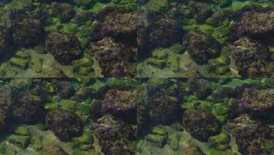 清澈见底的海水 珊瑚礁石沙子海藻海草高清在线视频素材下载