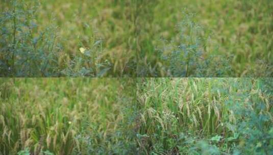 一只黄色蝴蝶稻田野里飞高清在线视频素材下载