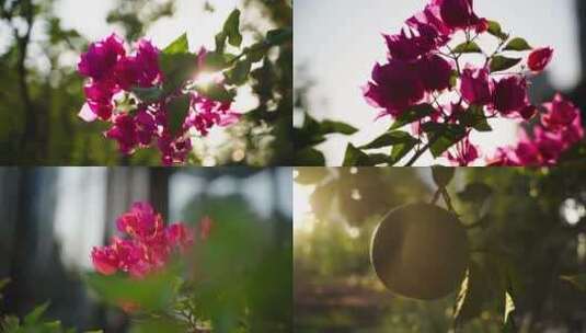 唯美花朵绿叶空镜实拍4k高清在线视频素材下载