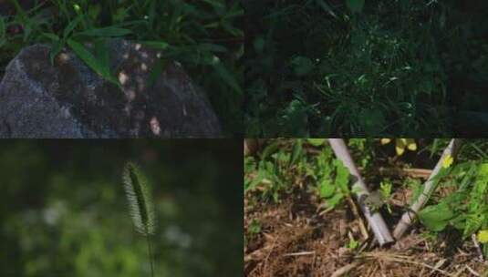 夏天植物绿草光影空镜素材高清在线视频素材下载