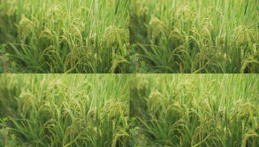 丰收在望的水稻高清在线视频素材下载