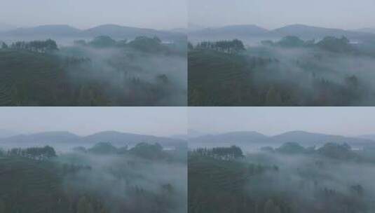 航拍四川峨眉山茶山 清晨云雾中的竹叶青高清在线视频素材下载