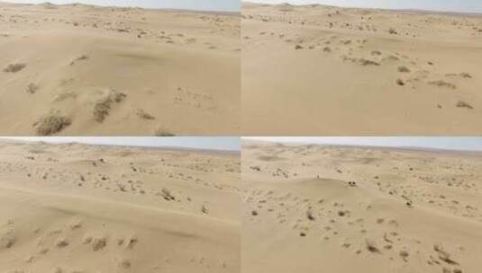 内蒙古沙漠骆驼阿拉善高清在线视频素材下载