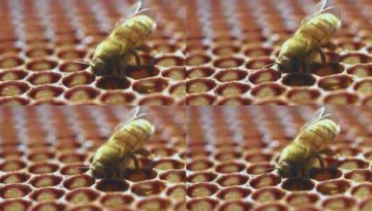 辛勤蜜蜂采蜜高清在线视频素材下载