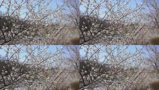 蓝色天空背景前的白色花朵高清在线视频素材下载