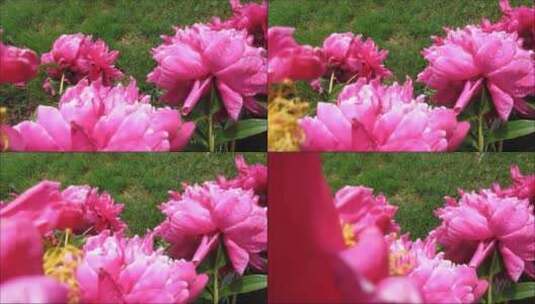 粉红色的牡丹花 (2)高清在线视频素材下载