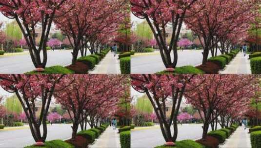 盛开的樱花 (3)高清在线视频素材下载