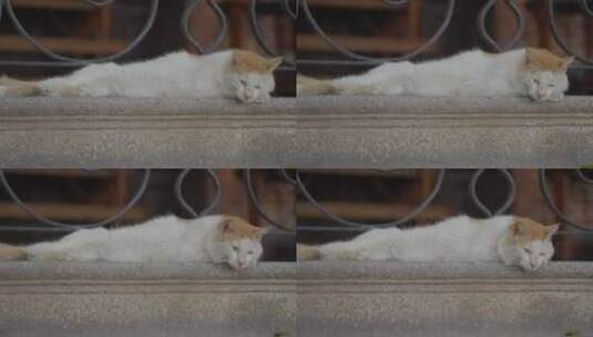 猫咪慵懒睡觉旅拍Vlog高清在线视频素材下载