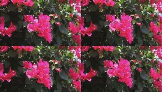 随风摇曳的玫红色花朵高清在线视频素材下载