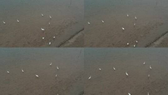 江滨栖息的白鹭高清在线视频素材下载
