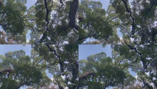 枝叶繁茂的树木仰拍高清在线视频素材下载
