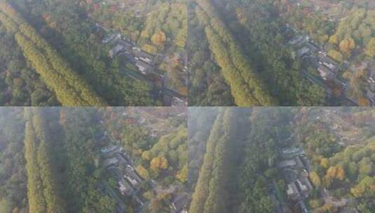 南京钟山公园森林树林金秋景区景点高清在线视频素材下载