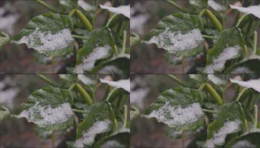 植物 雪 唯美意境高清在线视频素材下载
