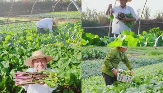 红菜苔产地高清在线视频素材下载