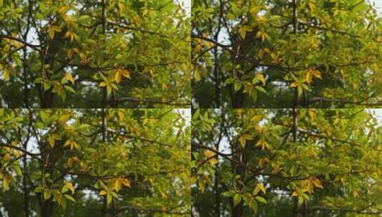 秋风下飞舞的银杏树叶高清在线视频素材下载