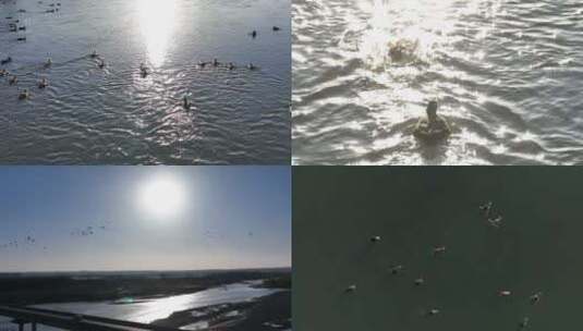 最美黄河生态航拍高清在线视频素材下载