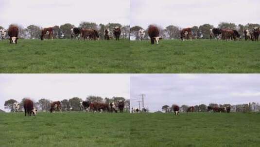 奶牛在牧场上吃草高清在线视频素材下载