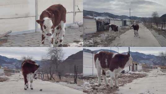 农村养殖牛高清在线视频素材下载