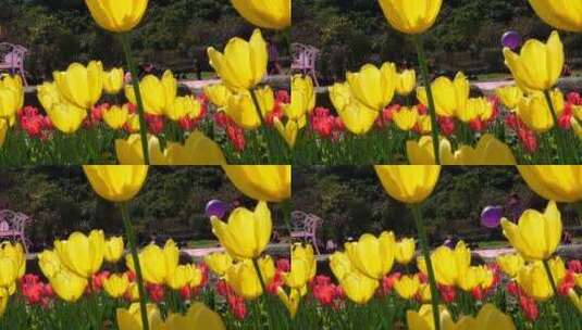 郁金香花卉花草花朵绿化植物景观园林25高清在线视频素材下载