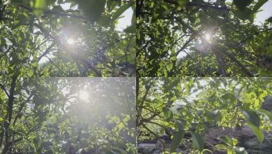 清新治愈温柔浪漫的阳光透过树叶绿叶光晕4K高清在线视频素材下载