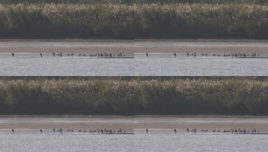 浙江杭州富春江钱塘江江边滩涂候鸟水鸟空镜高清在线视频素材下载