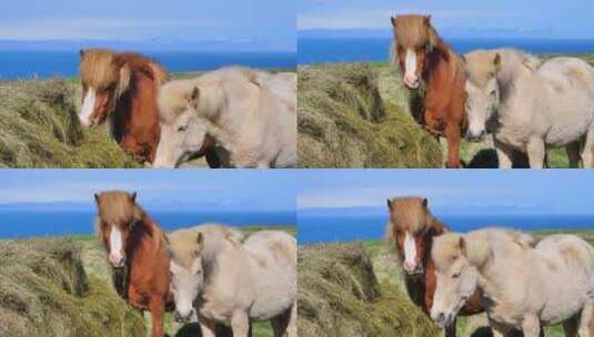 冰岛 骏马 草原高清在线视频素材下载