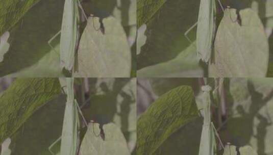 螳螂特写昆虫微距LOG高清在线视频素材下载