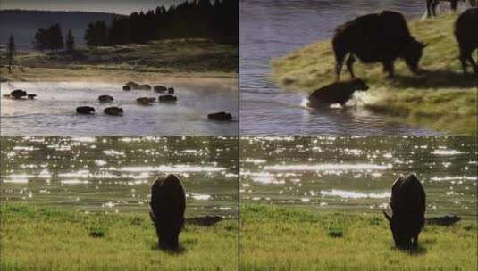 大自然中牛群迁徙高清在线视频素材下载
