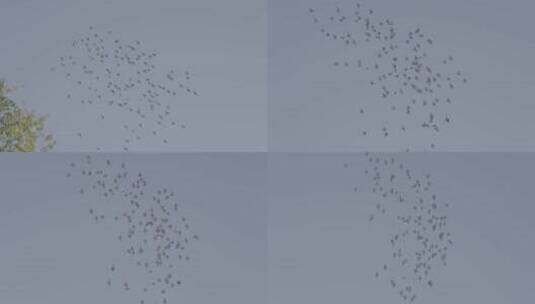 鸽子 鸽子飞翔在空中高清在线视频素材下载
