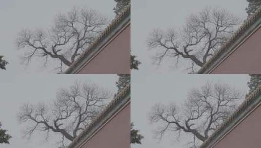 北京雪景 北京下雪高清在线视频素材下载