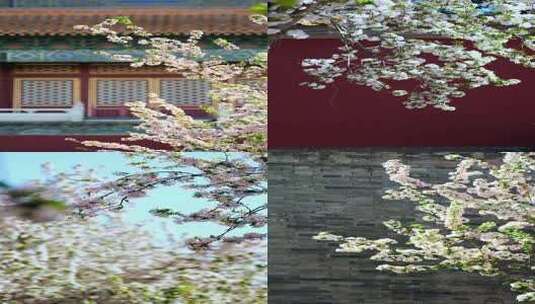 4K升格北京故宫内盛开的海棠花丁香花竖屏高清在线视频素材下载
