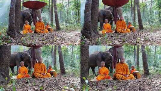 坐在树林中的僧侣高清在线视频素材下载