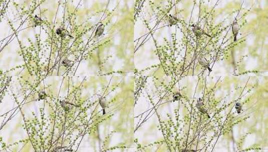 实拍8k榆鸟在春树上高清在线视频素材下载