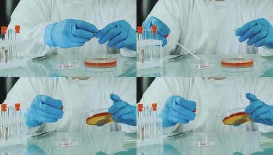 科学家在实验室用培养皿对样本进行检查高清在线视频素材下载