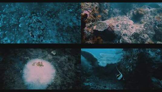 美女潜水海洋生物海底美景印尼四王岛高清在线视频素材下载