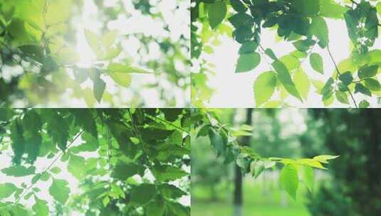 夏季清晨逆光唯美树叶视频素材高清在线视频素材下载