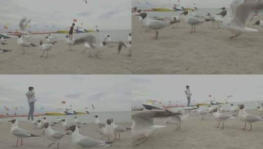 金沙滩海鸥高清在线视频素材下载