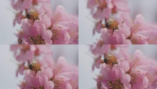 盛开的樱花高清在线视频素材下载