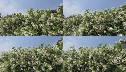 微风吹拂的风车茉莉花花朵高清在线视频素材下载
