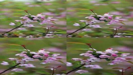 下雨天挂着雨滴的海棠花垂丝海棠竖版竖屏高清在线视频素材下载
