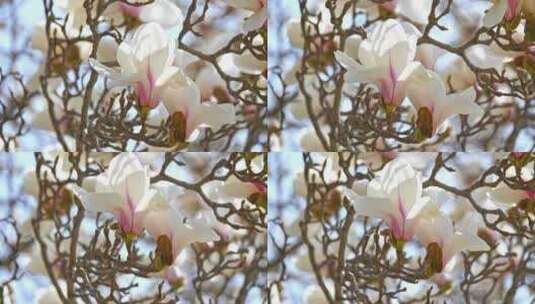 春天蓝天背景下盛开的白色玉兰花高清在线视频素材下载
